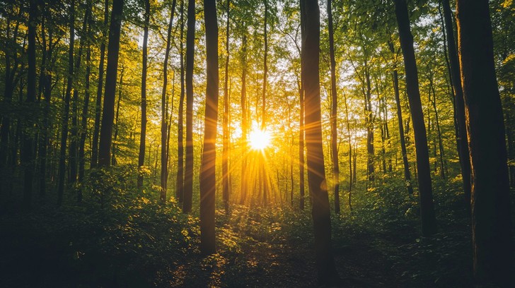 sunset through trees stockcake